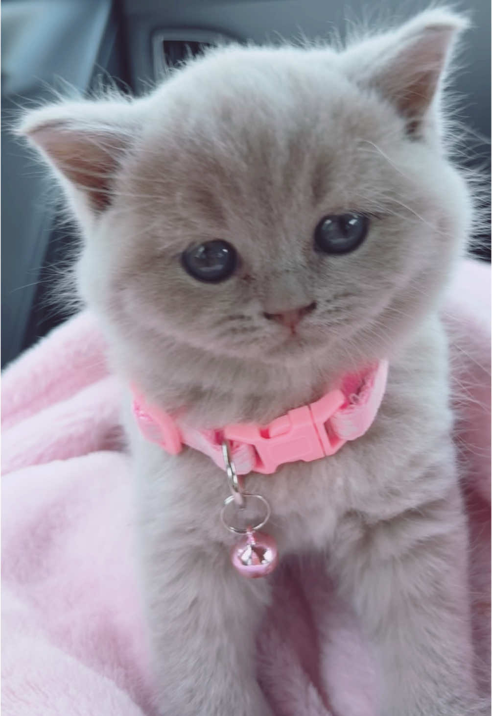 #britishshorthair #kitten #cat #baby #fyp #kitty #fyppp 