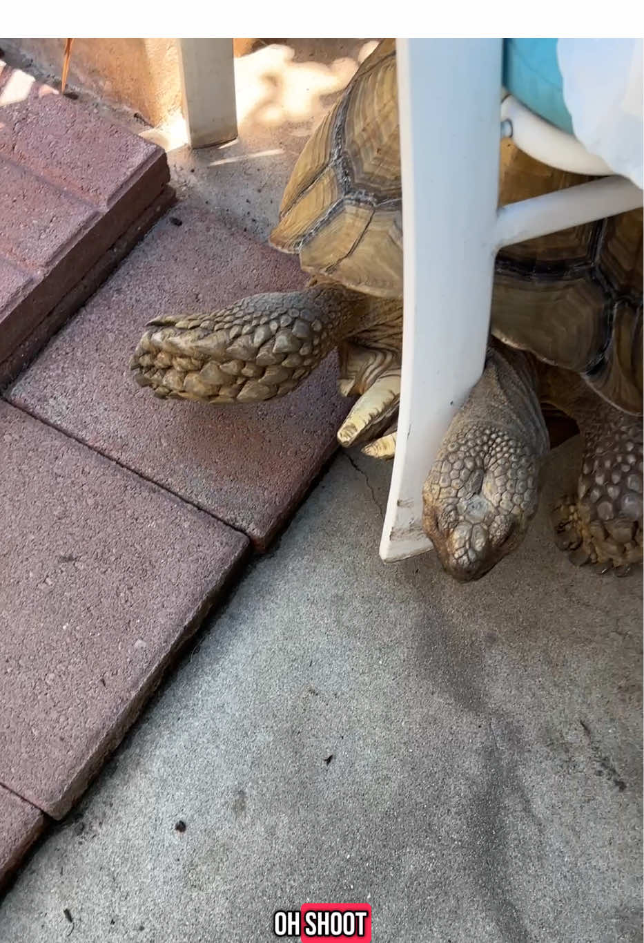 He likes to redecorate and he doesn’t like to reverse or back up 🤦‍♀️