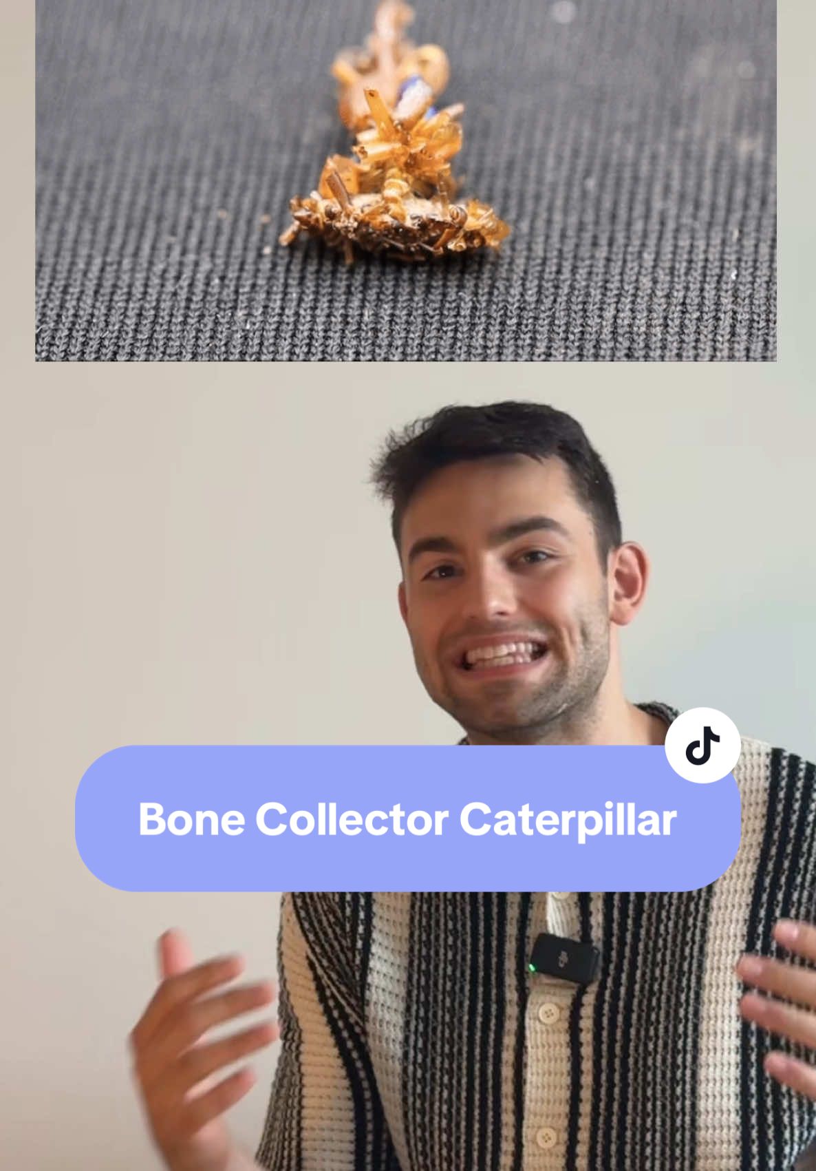 Might be my next Halloween costume.  Sources: 1) The Paper: Hawaiian caterpillar patrols spiderwebs camouflaged in insect prey’s body parts (Science) 2) Carnivorous ‘Bone Collector’ Caterpillars Wear Corpses as Camouflage (Scientific American)