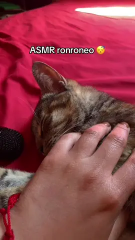 Escucha a rey dormir #asmr #ronroneos🐈 