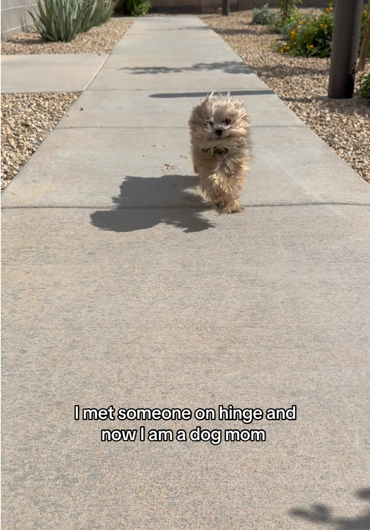 His name is chip and he likes to bite me #trend #soulmate #fyp #dogtok 
