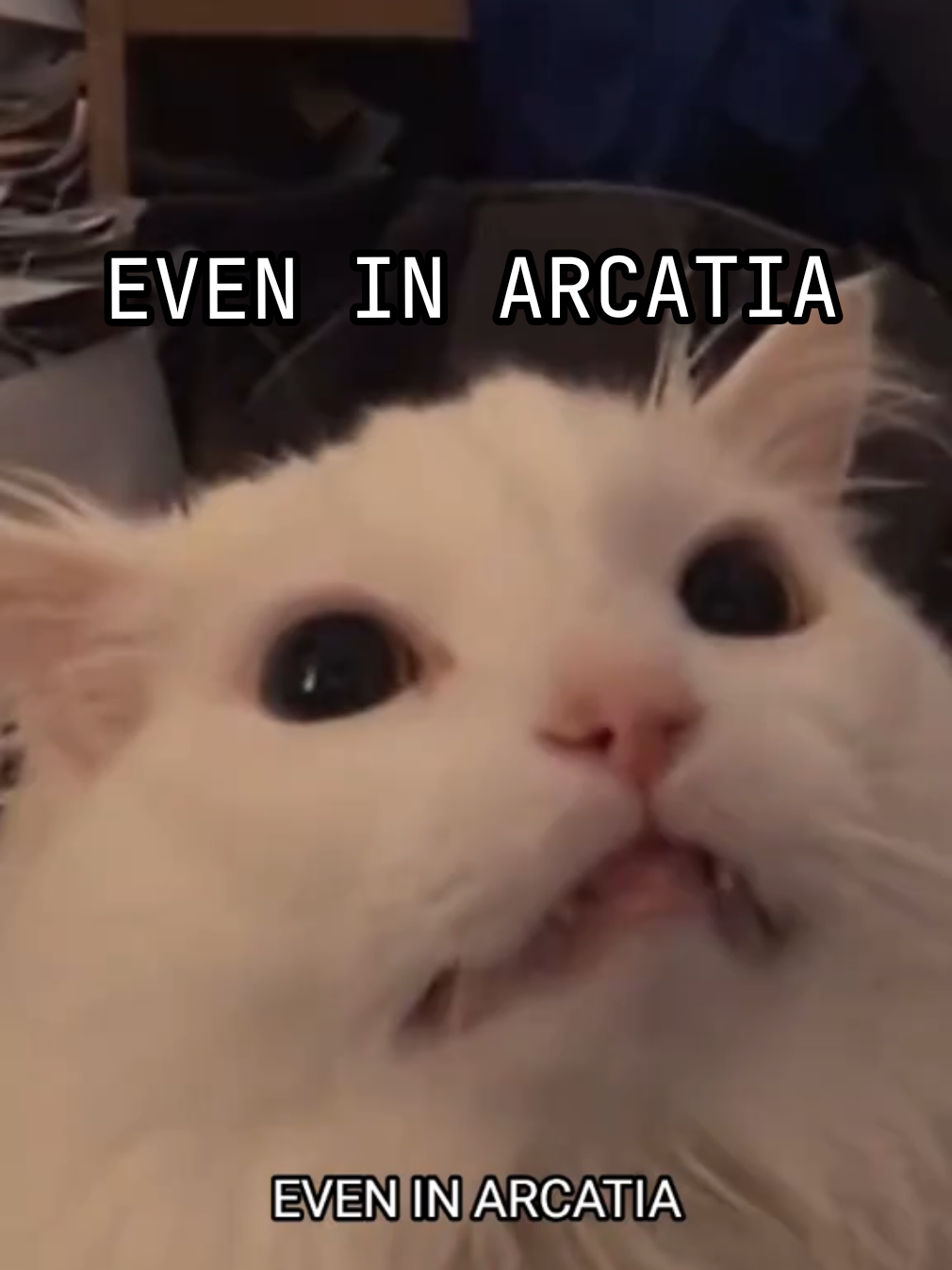 🐈  Cat Token #sleeptoken #sleeptokenvessel #tmbte #eveninarcadia #takemebacktoeden  #funnycats #metalmemes #altmetal @Sleep Token 
