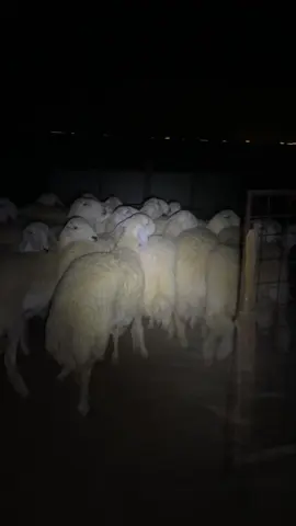 #حريات #حريات_حرش_صنف #اغنام_السعوديه #أغنام #حريات_نوادر #مواشي #اكسبلور #اغنام_السعوديه #حريات_نوادر 