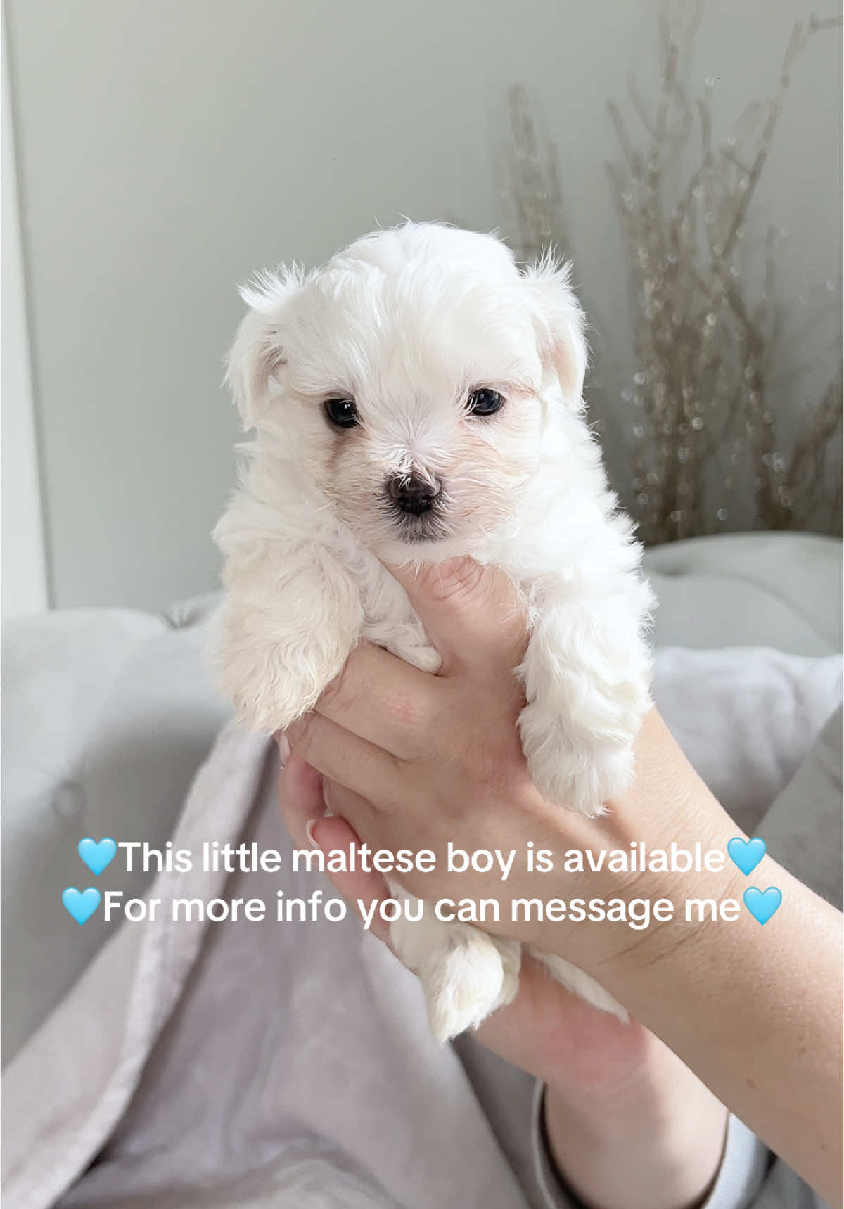 He is currently 4 1/2 weeks old. Message me if you are interested 🩵