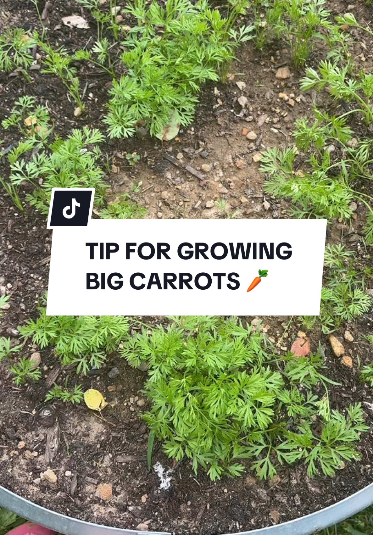 Hi 👋 Fellow Gardeners !  🥕 Thinning carrots is one of the most crucial steps for a successful harvest. Making sure the plants are spaced at least 2-3 inches apart. #creatorsearchinsight #gardening101 #garden #beginner #protips #tips 