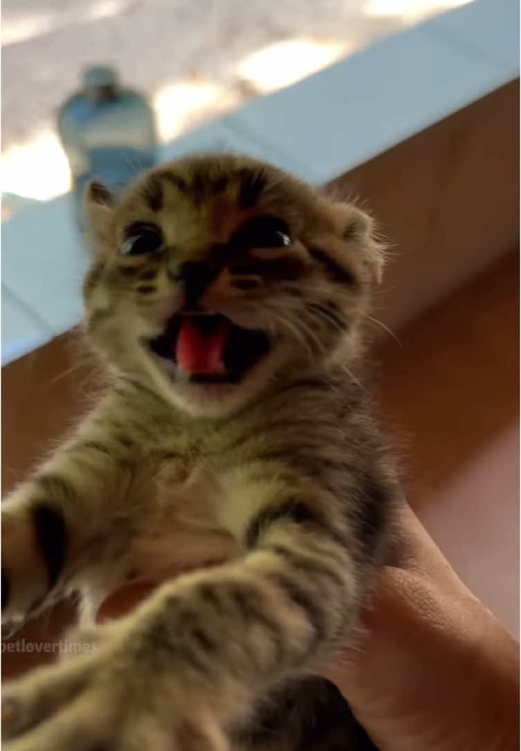 Kitties with attitude 😡😡😡😡 #kittens #fyp #foryou #fouryoupage #catsoftiktok 