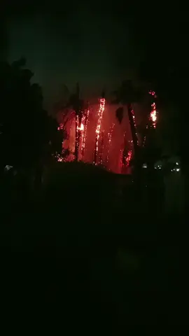 حريق في اشجار كورنيش المنيل