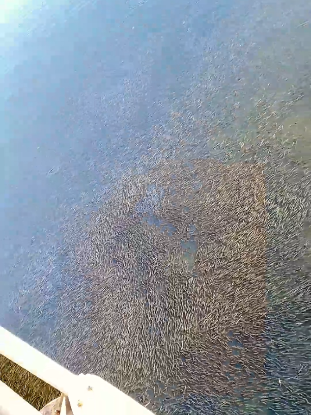 Jutaan ikan liar di jepang menjadi hama #mancingikan #ikanliar 