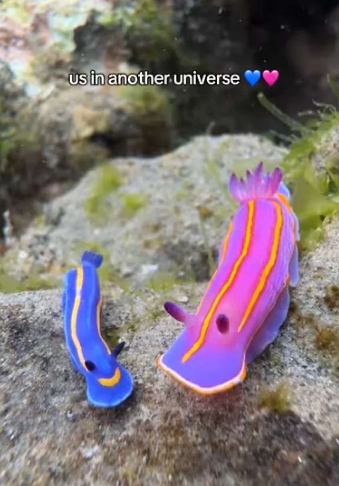 diva & her short king 💙🩷 #nudibranch #seaslug #tidepooling #chromodorid #dorid #marinelife 