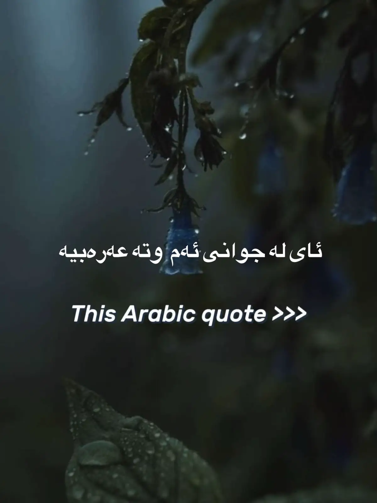 #fyp #viralfyp #qoutes #اقتباساتي #وتە #foryou #foryoupage #deepthoughts #turkishquotes #arabicqoutes #اکسبلور #explore #kurdistan #slemani_hawler_dhok_kerkuk_text_r 