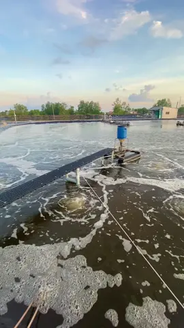 Sáng Trời đẹp thế nhờ 🥰#xuhuong #nuôitomcongnghecao #nuoitomsieuthamcanh 