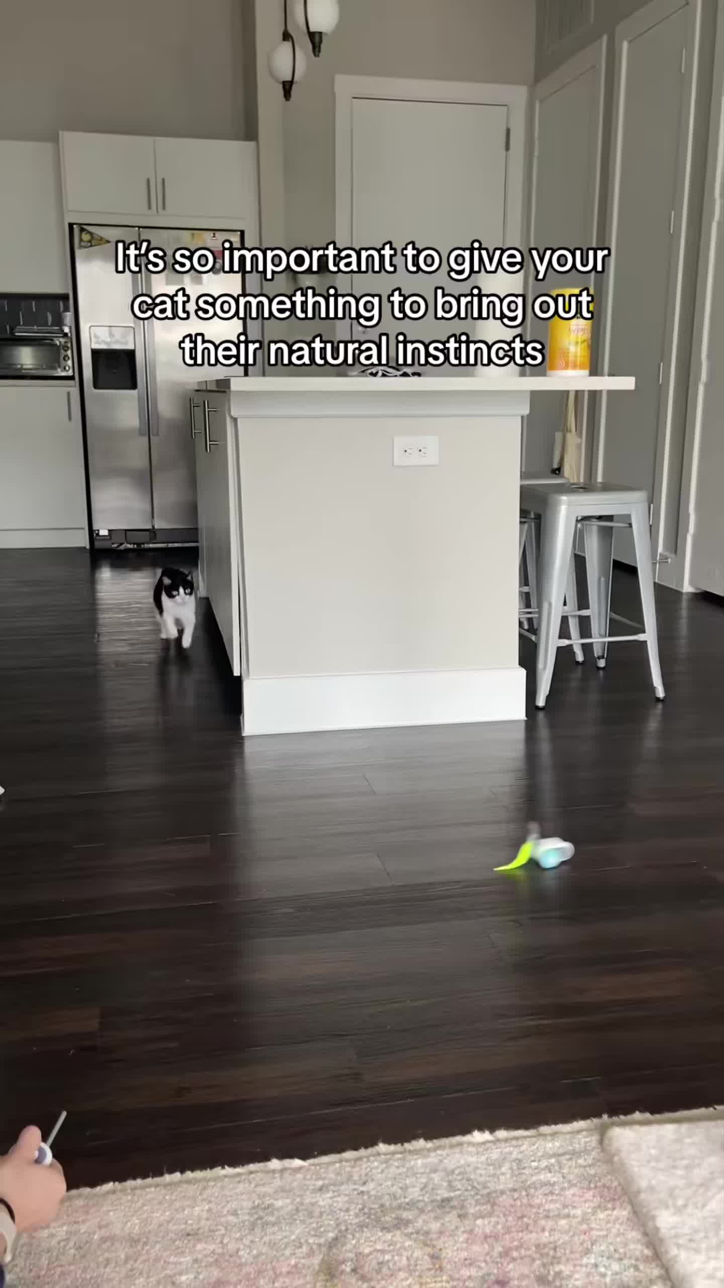 Your cat will go crazy for it！#cat  #cat toy