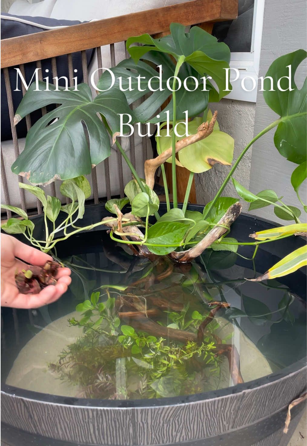 Made my first mini outdoor pond! All credit goes to @Quan Tran for the inspiration and method! #minipond #aquarium #aquascape #aquascaping #aquascaper #plantedtank #plantedaquarium #beautifulaquascapes #relax #relaxing #pond 