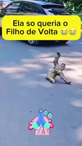 “Cadê meu bebê...? 😢 Ela sente, ela chama, ela espera… O amor de mãe ultrapassa qualquer espécie. 💔 Se esse vídeo te tocou, deixa um ❤️ e compartilha com alguém que ama os animais.” #m#maeamora#animaisquesentemp#preguicae#emocionantev#viralr#rotinapetn#naturezac#cenasfortesm#mamaepreguicaa#animalrescuea#amoranimalm#maternidadeanimalrotinadosbichos