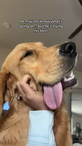 My floppy little boy❤️#goldenretriever #goldenretrieverlife #dogmom #dogmomlife #spoileddog #furbaby #fyp #foryou #viral 