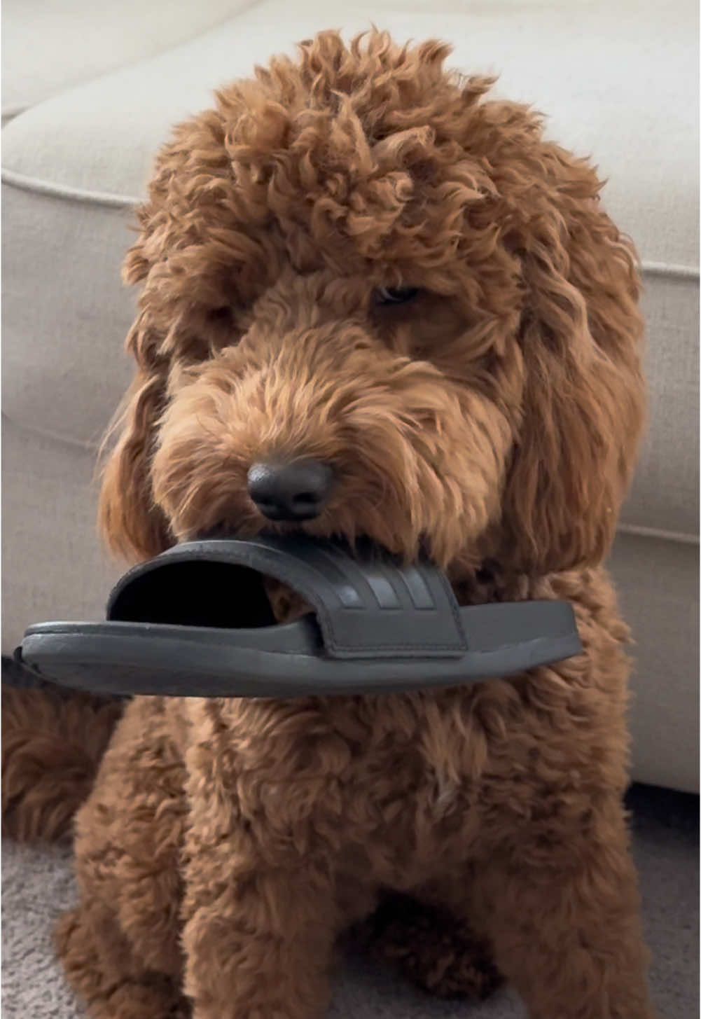 He’s knows he’s in trouble! 👀 #teddy #doodle #funny #pets #puppy #viral 