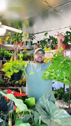 Transform Your Home with Tropical Beauty: Perfect for Pet Owners!