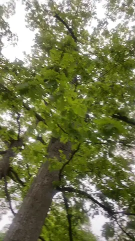 Nature sounds 🧘🏽‍♀️😻 #fyp #asmr 