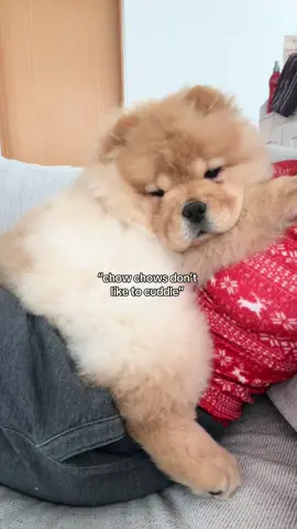my little cuddle lion 🧸🦁 ##fyp##chowchow##puppy##puppylife##puppycheck##dogmom##cutepuppy##xyzbca##dog##foryoupage##dogsoftiktok##puppylove##cutepuppyfluffydog##dogs##dogtok##doggo##puppytiktok##puppydog##viral