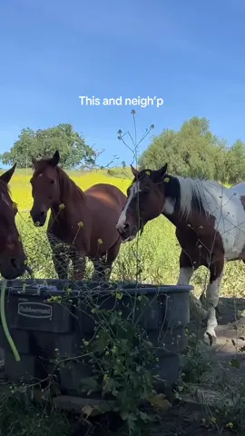 Spill the hay neigh neigh 