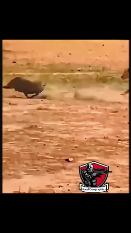 Them Lions can’t never catch a break #fyp #animals #animal #hoodgeographics #animalkingdom #animalsoftiktok #viral 