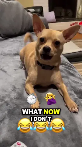 Wait for it😂😂😂#talking #funnyvideo #dog #foryou #fyp #funnytiktok #talkingdog #viralvideo #voiceover #animal 
