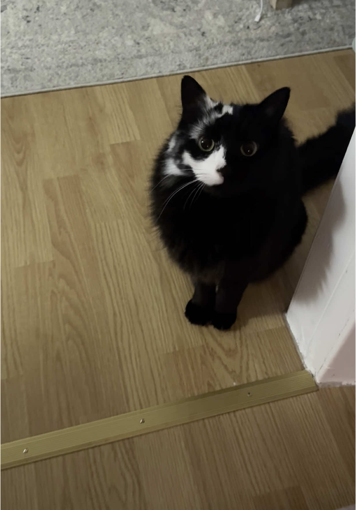 The cute aggression is real with this one #vitiligo #blackcatsoftiktok #cats #catmom #catlover 