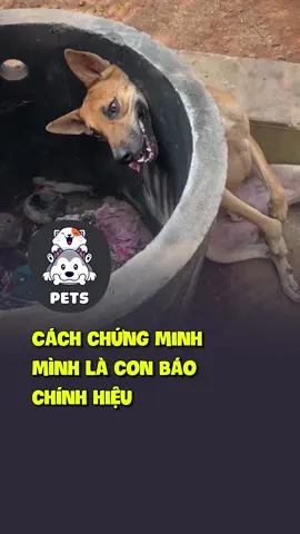 Cách chứng minh mình là con báo chính hiệu 😂 #shorts #pets