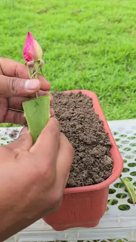 Trying to grow roses from flowers? That’s not how it works. In this video, I’ll show you the right way to propagate roses using healthy stems, natural disinfectants like aloe vera or garlic, and a simple soil prep trick that boosts root development. Follow these steps and your rose cuttings will thrive. Big shoutout to Rufo—always learning and growing with us! #RosePropagation #GardeningTips #GrowRoses #PlantPropagation #HomeGarden #GardeningHack #GardenCare #SoilTips #RoseCuttings #OrganicGardening #GardeningUSA #GardeningUK #RufoApproved #PlantLovers #UrbanGardening 