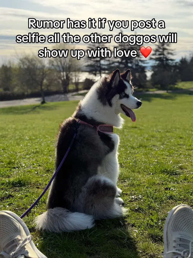 Sadie heard the rumor and said, “Say no more!” She’s waiting for all the good bois and gurls to roll up with tail wags and nose boops. Drop your doggo selfies below and spread the love! ❤️ #dogsoftiktok #cutepets #dogtok #husky #trending #chappellroan 
