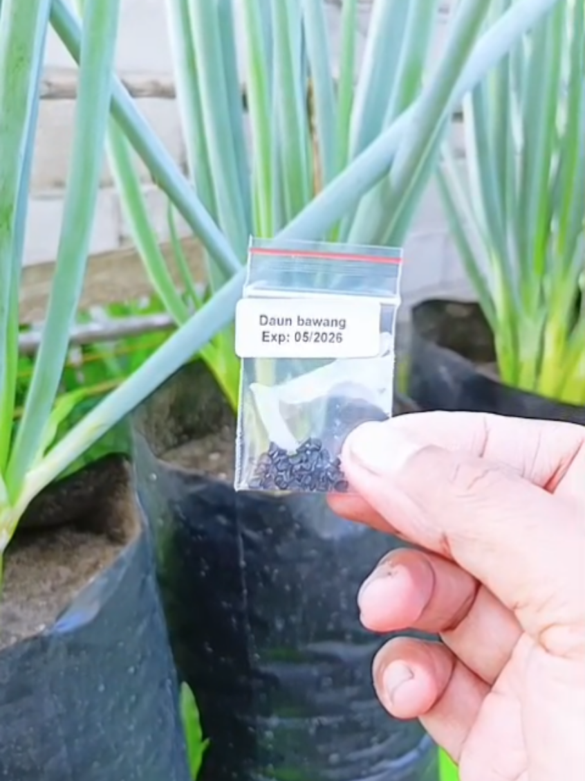 Bawang Daun di kebun pekarangan rumah #berkebundipekaranganrumah #pemanfaatanpekarangan #benihsayuran 