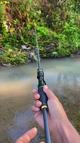 Joran Spinning Murah nih DAIWA JUPITER JORAN SPINNING ULTRA LIGHT + BAITCASTING ROD | Carbon Tip M Power - Stok Langsung Kirim! | Kombinasi Ringan & Kuat untuk Shrimp/Lure Fishing Metal Reel Pancing #joran #tegekjoran #joranpancing #jorantegek #joranspinning #spinning #mancing 