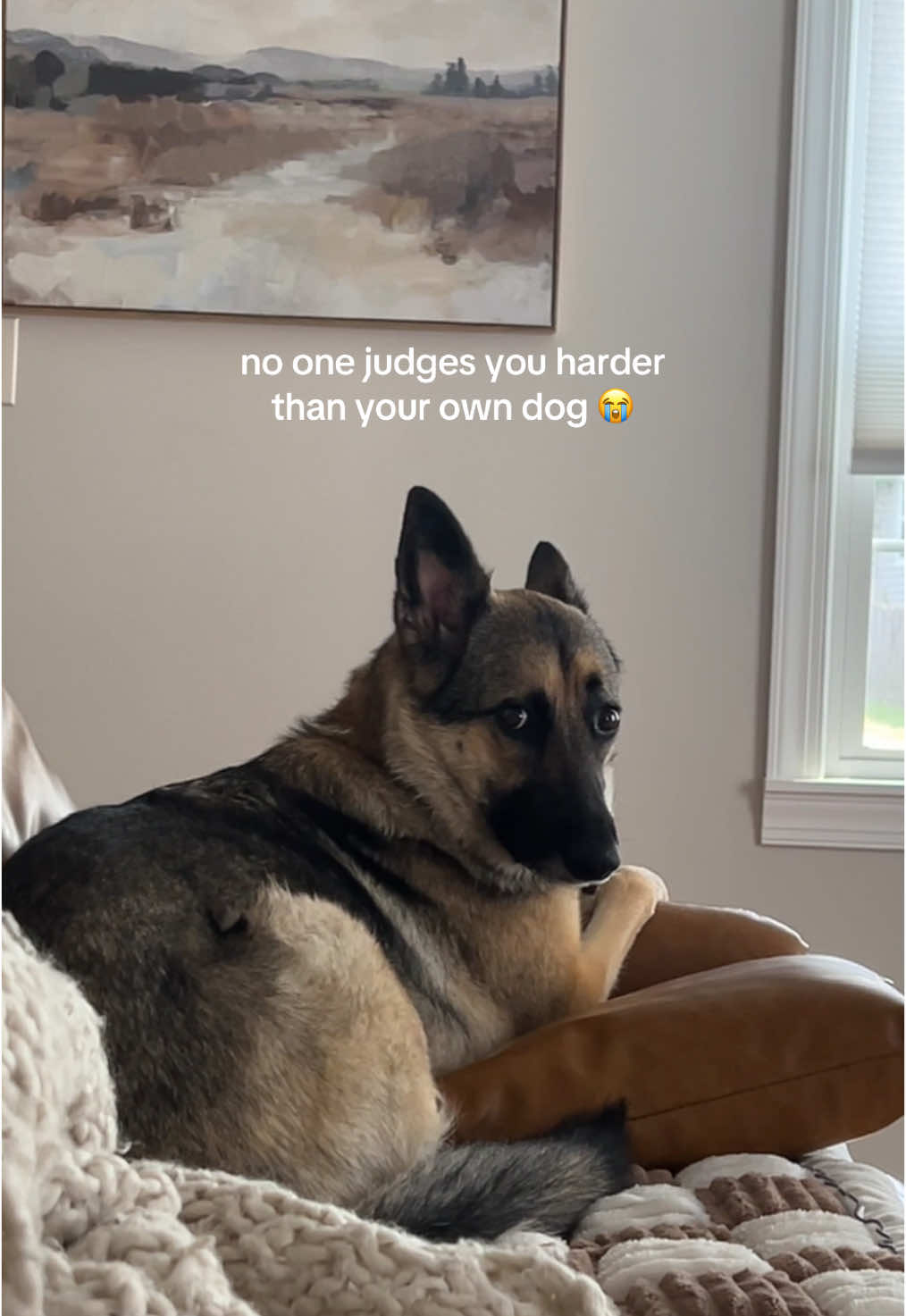 no because why is she always giving me that look for just existing #gsdlove #dogsoftiktok #funnydogs #trendingdog 