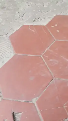 #periquito #periquitobebé🦜🥰 #periquitosdelamor #tortuga #tortugas🐢 