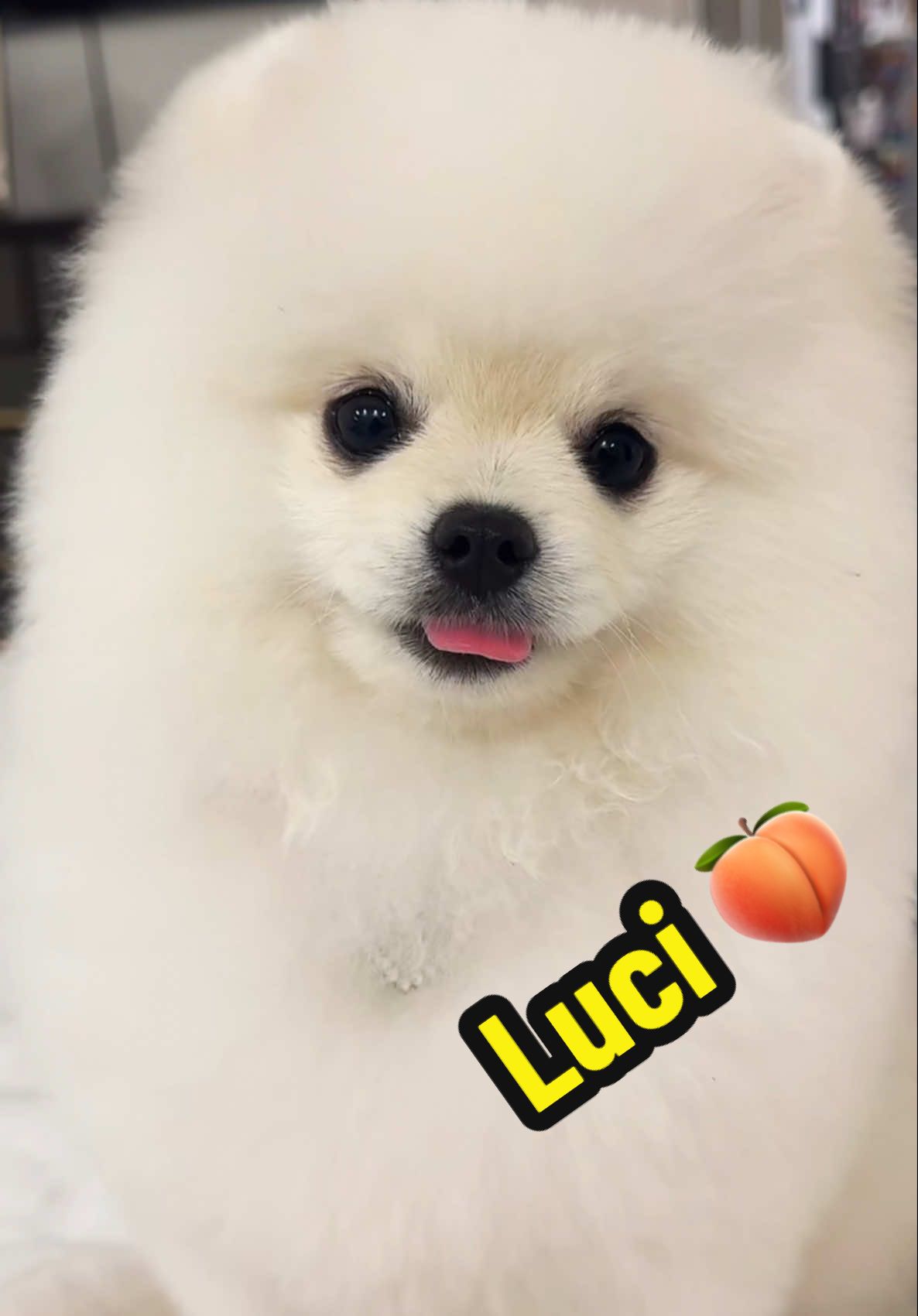About to start an onlypaws 🍑🐶  #letthemeatcake #lucinyc #pomeranian