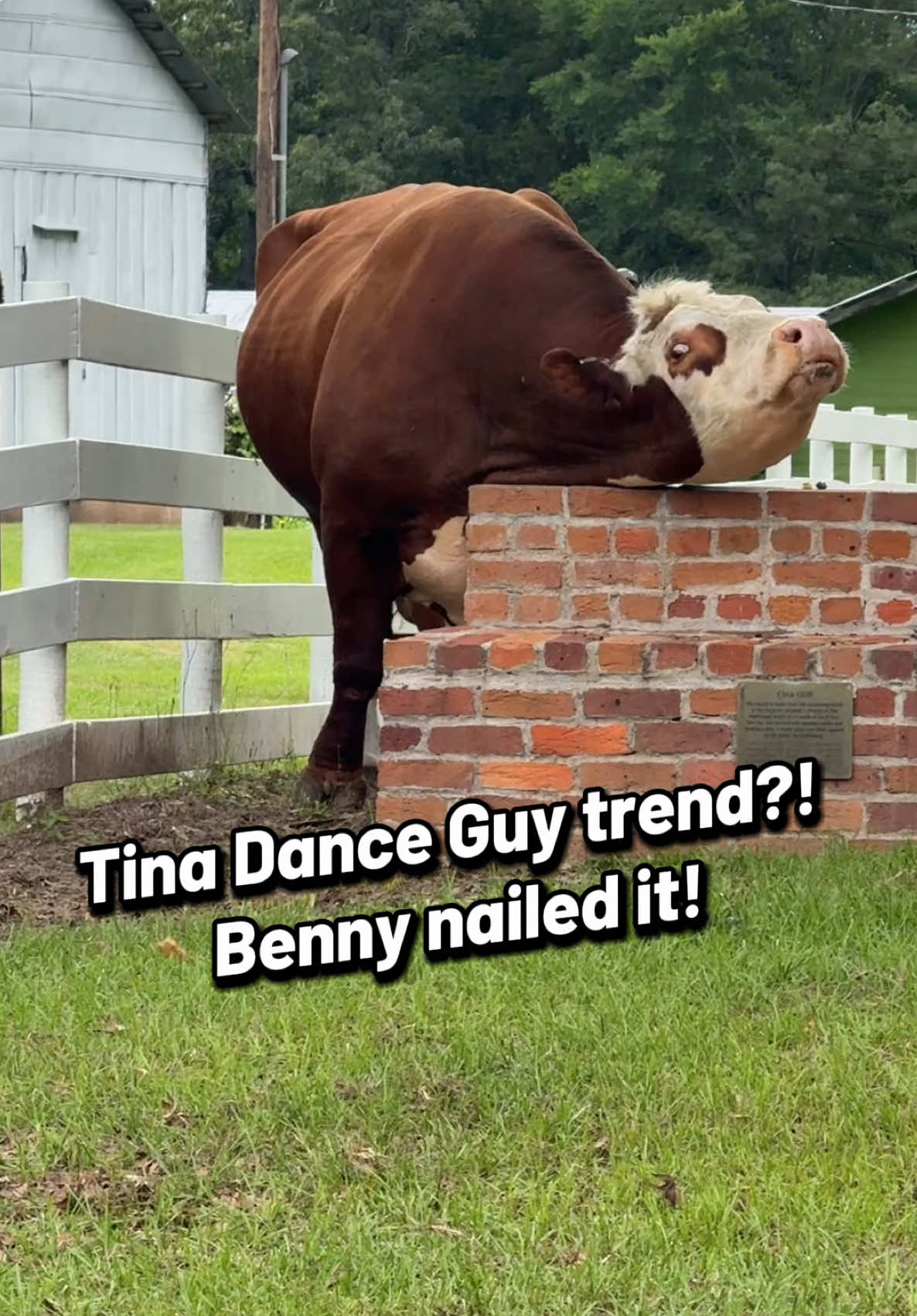 Benny Dance guy trend, bovine style!!! Benny’s got his groove on! Show me your bovine Tina guy dance!! #tina #guy #dance #tinadance #bovine #Benny #bull #farmlife #cattle #farm #fyp #foryourpage #cow #Hereford #cattlefarm @Georgia Farm Girl @cowloving_chihuahuamom73 @We love our farm @Jaclyn Dodson Porter @Julie | JD at the Farm 