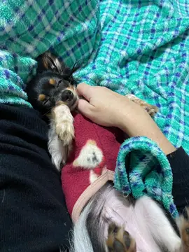 #pet #chihuahua #Theo 🐶💙