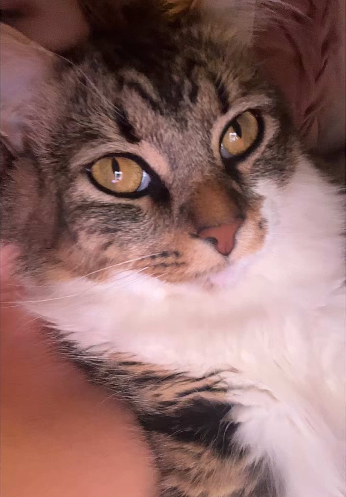 Real conversation between me and Baloo