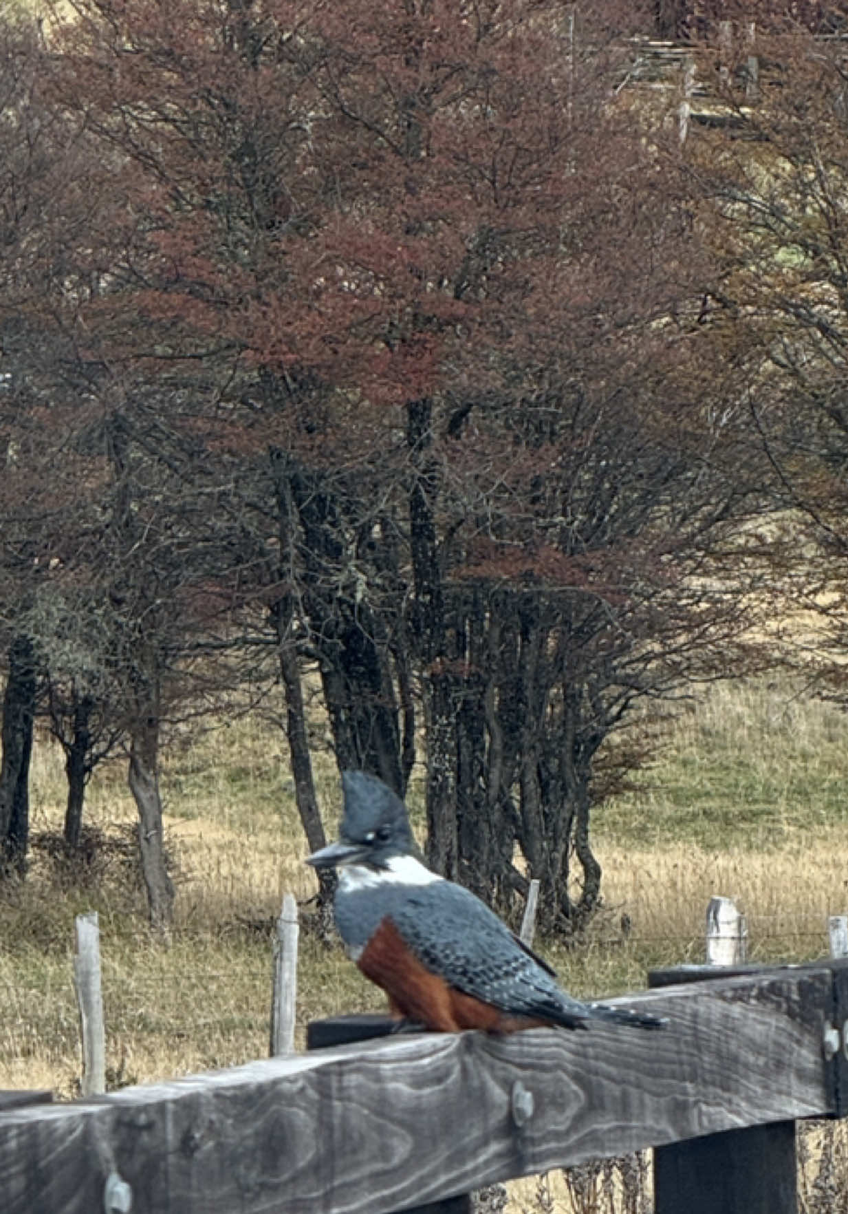 🪶 . . . . . . . . #martinpescador #aves #aveschile #avespatagoniachilena #martin #pajaro #naturaleza #paratiiiiiiiiiiiiiiiiiiiiiiiiiiiiiii #paratii #pajaros #avespatagonia 