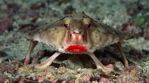 Meet the Red-lipped Batfish — nature’s most fabulous bottom-dweller! 🦇💋 Found near the Galápagos Islands, this fish isn’t just known for its pouty lipstick-red lips, but also for walking on the seafloor using its fins. It’s awkward, it’s weird, and it’s wonderfully unforgettable. #DeepSeaDivas #RedLippedBatfish #StrangeButBeautiful