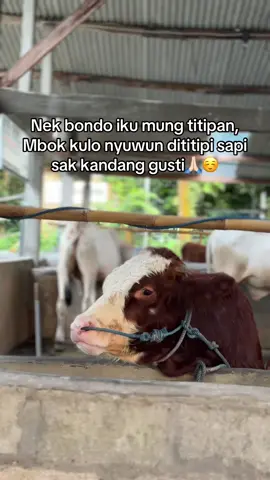 Kulo mboten neko-neko kok gusti🙏🏻 —GSK Farm konsultan peternakan terbaik bukan dari kata-kata melainkan realita✨ #ternak #peternak #peternakan #sapi #peternakansapi #peternaksapi #ternaksapi #peternaksapiindonesia #peternakansapiindonesia #farm #simental #f #fyp #foryou #foryou #xybca #fyppppppppppppppppppppppp #sapiqurban #simentalmalbor #konsultan #jombang #jawatimur