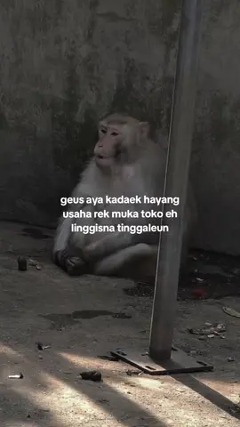 kacau ah 😌 #capruk #storysunda #monyetgalau #atuheuy 
