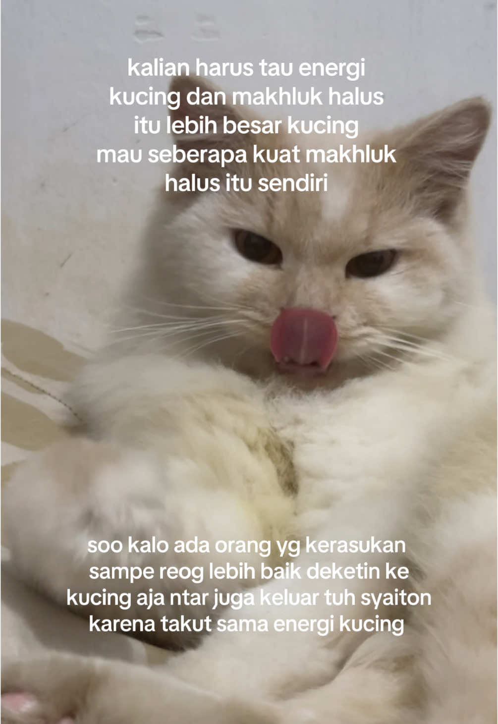 aku kasih satu rahasia lagi yg paling ditakuti jin/saiton yaitu ✨ENERGI KUCING ✨#fyppppppppppppppppppppppp #fypdong #trending #trending #kucing #setan #anabul 