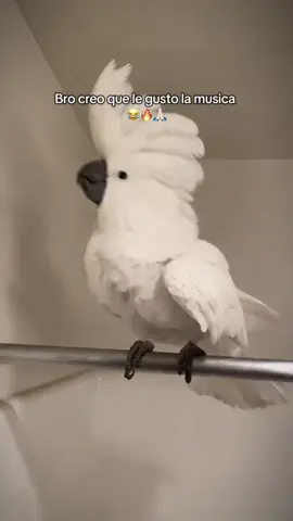 🦜 😂🔥 Follow our Playlist (Link in Bio) #parrot #cuteanimals #brazilianfunk #parrotdance #birds 
