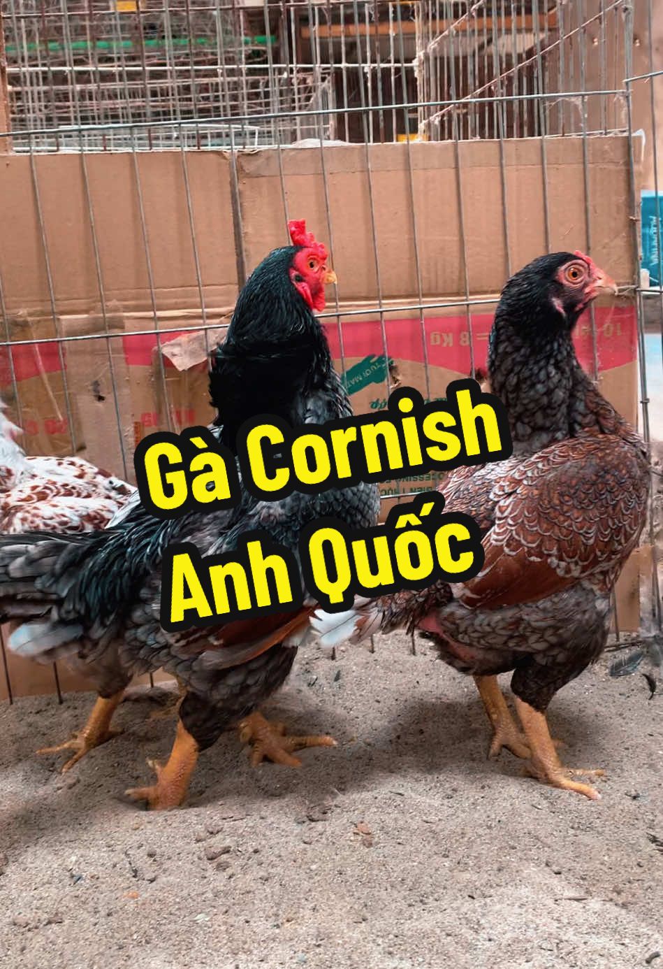 Gà Cornish Anh Quốc #quangnamfarm #trangtraigacanh #gacanh #gadocla #gakieng #gacornish 