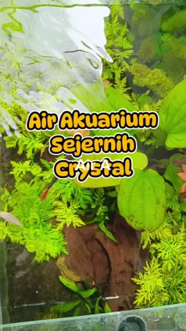 Jangan panik kalau akuarium kalian airnya keruh, aku punya solusinya.... #ikanhias #perawatanikan #penjernihaquarium #penjernihanair #bakteristarter #bakteribaik 