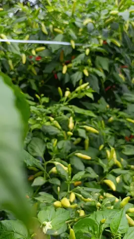 #cabe #caberawit #orikaliber #cabe #petanicabe #petanimilenial 