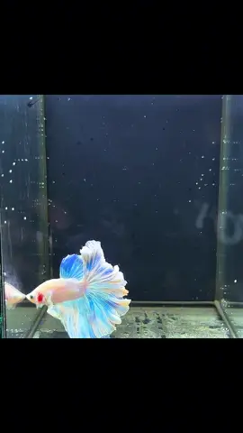 Mã số 03 #cacanh #betta #bettafish #halfmoonbetta #bettathailand 