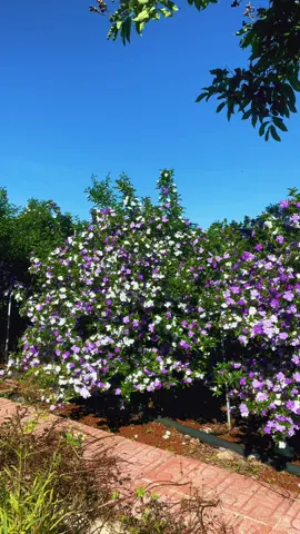 Hoa Lài Nhật … Vanh gốc 30-80 , Cao 1,5-4m , Rộng 2-3m .#câycảnh #câycongtrinh #xuhuong 