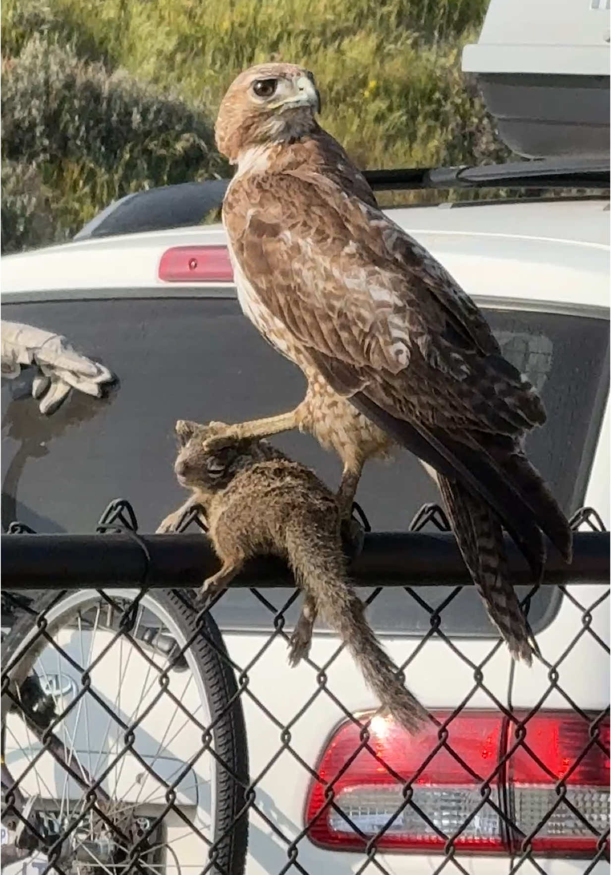 Hawk grabbed a squirrel #squirrel #hawk #wildlife 